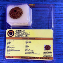 Load image into Gallery viewer, 10 Mukhi Nepali Rudraksha Original Certified