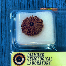 Load image into Gallery viewer, 10 Mukhi Nepali Rudraksha Original Certified