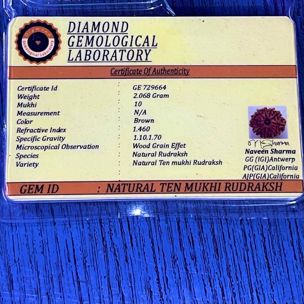 10 Mukhi Nepali Rudraksha Original Certified