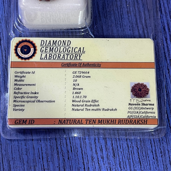 10 Mukhi Nepali Rudraksha Original Certified