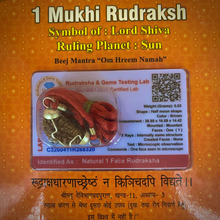 Load image into Gallery viewer, Ek Mukhi Nepali Rudraksha Original Certified