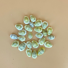 Load image into Gallery viewer, Natural Kaudi Shells/Kauri